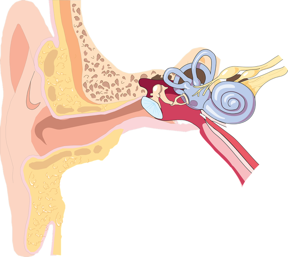 ‘Ear, ‘Ear, What’s All This Then? Ear Problems And How To Sort Them!